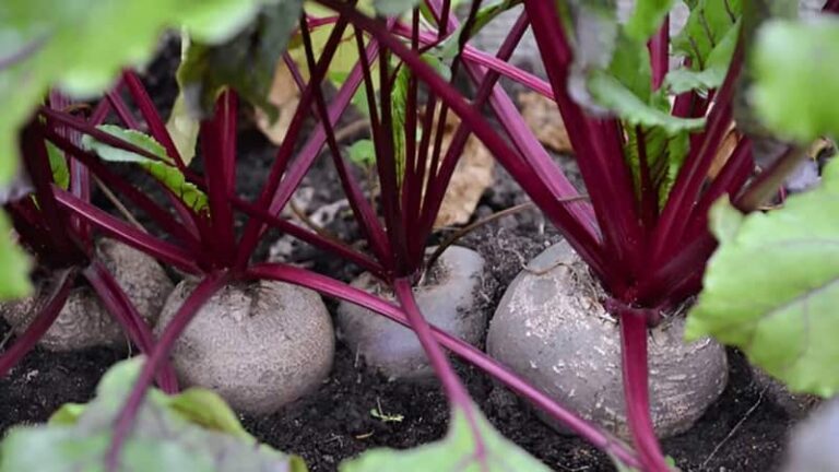 Beetroot Plant: क्या आप भी घर के गमले में उगाना चाहते चुकंदर, तो इन आसान टिप्स को कर लें फॉलो
