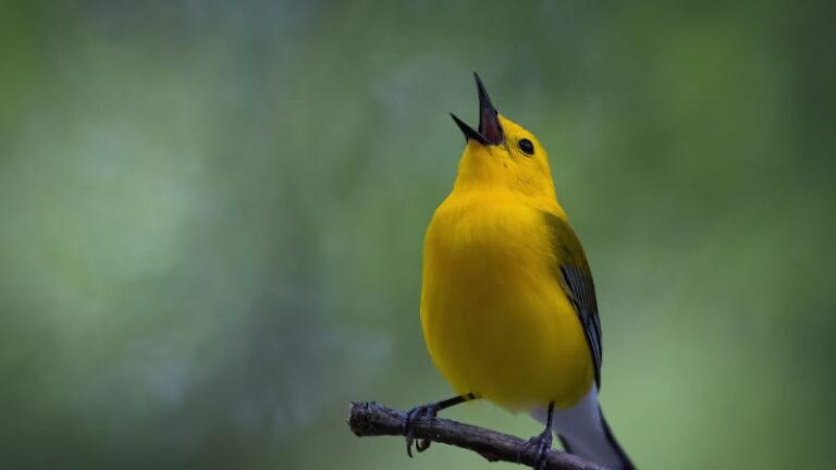Unseen Birds: ऐसे रहस्यमय पक्षी जिन्हें आप सुनते तो हैं लेकिन शायद कभी देख नहीं पाते, क्या है इनके ना दिखने की कहानी?