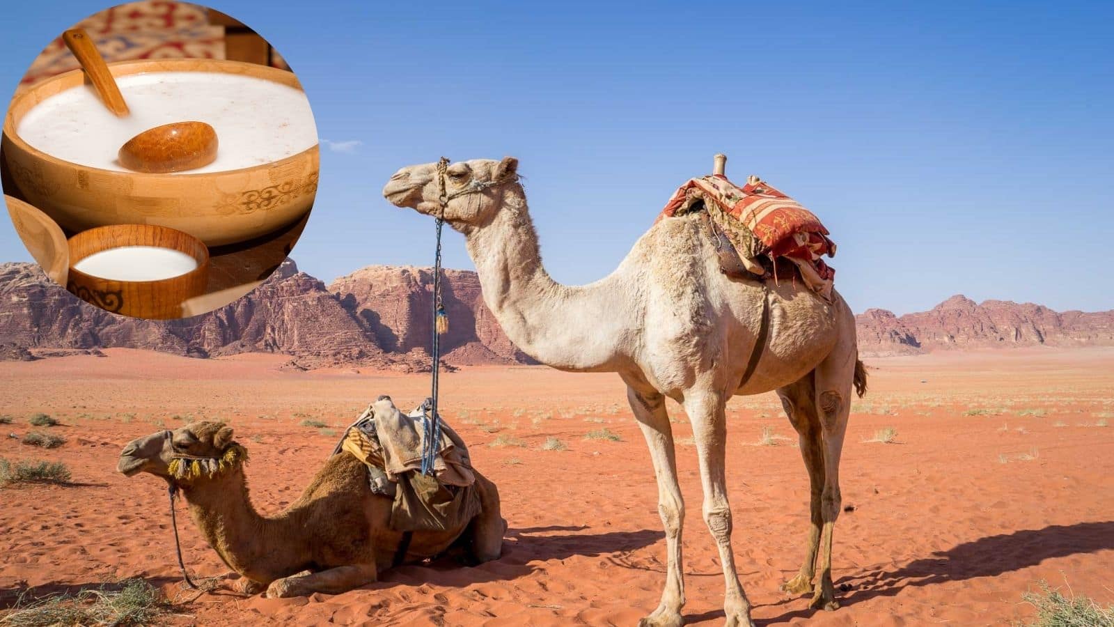 सफेद सोना है ऊंटनी का दूध! जानिए क्यों अरब देशों में 1500 रुपए लीटर बिकता है ये दूध