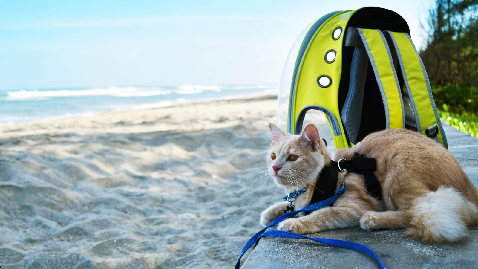 Travel: आप भी है कैट पेरेंट तो जान लें ट्रैवल से जुड़ी ये जरूरी बातें, वरना लगाना पड़ सकता है हॉस्पिटल के चक्कर!