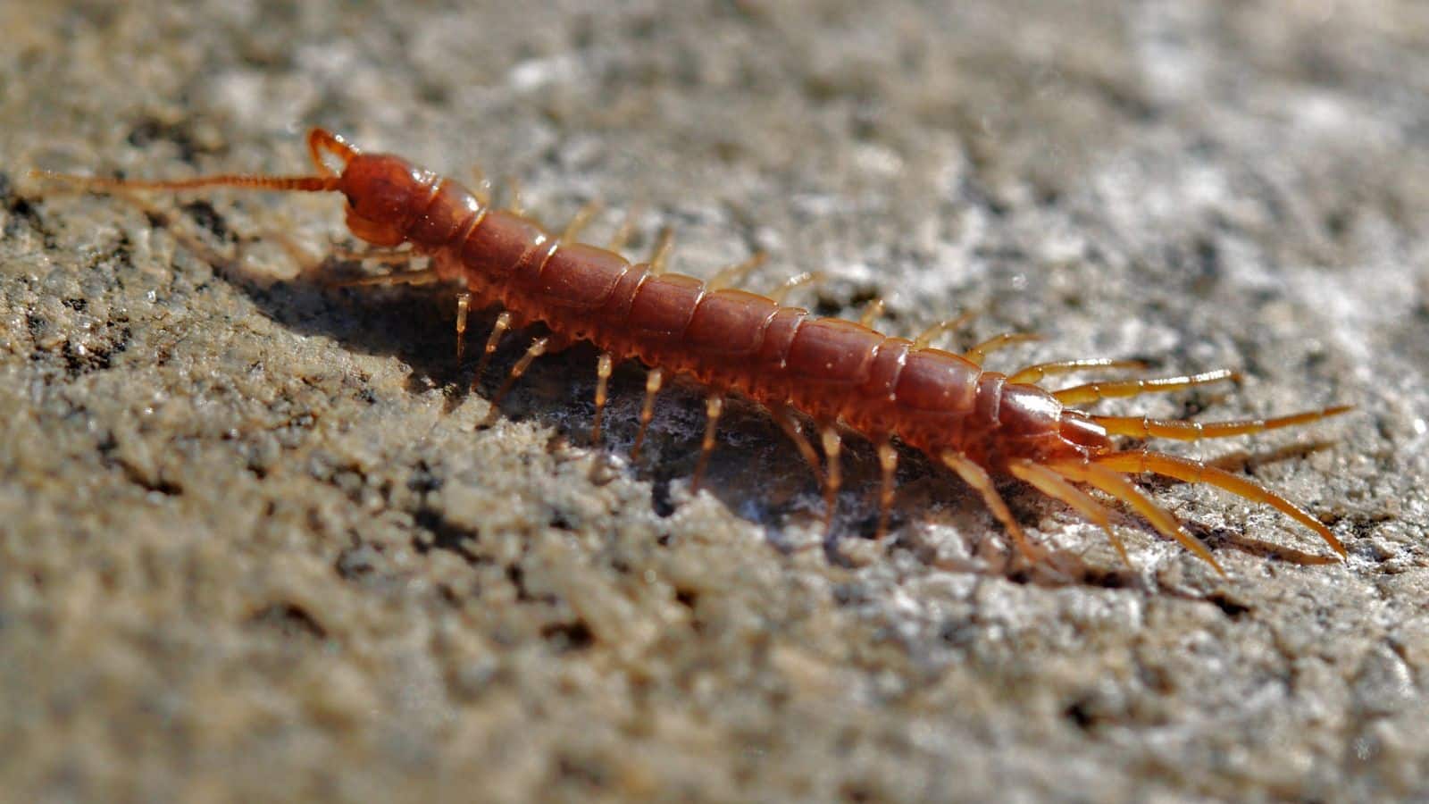 कनखजूरे के डंक से कितनी खतरे की घंटी? क्या ये सांप से भी ज्यादा जहरीला है, जानिए पूरी सच्चाई