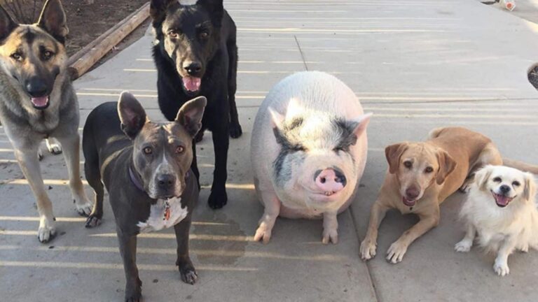 कुत्ता, सुअर या सांप? चीन में सबसे ज्यादा खाया जाता है ये मांस, जानकर उड़ जाएंगे होश!