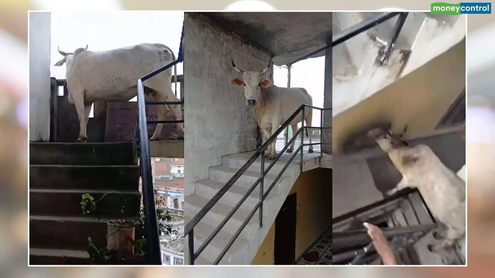 Lucknow News: चौथी मंजिल पर कैसे चढ़ी गाय? लखनऊ से आया हैरान करने वाला वीडियो, ऐसे किया गया रेस्क्यू