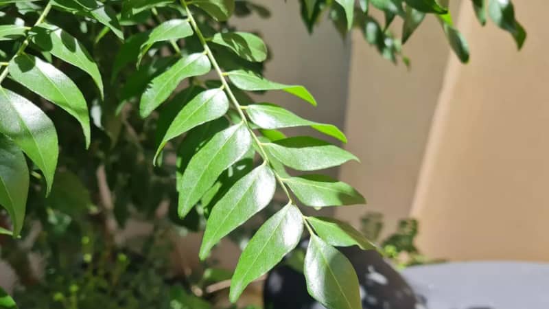 Gardening Tips: करी पत्ते के पौधा की ग्रोथ के लिए घर पर बनाएं नेचुरल फर्टिलाइर, जो पौधे को देगा नई जान!