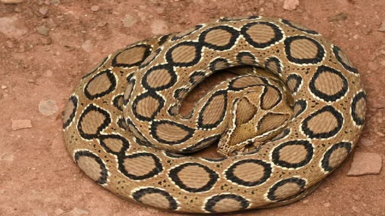 सीटी बजाकर शिकार करता है ये सांप, रसल्स वाइपर सांप को देखते ही जान बचाएं