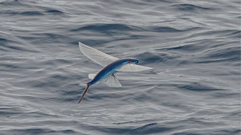 ये मछली हवा में भरती है ऐसी उड़ान कि शिकार भी रह जाते हैं हैरान, जानिए इसका रहस्य!