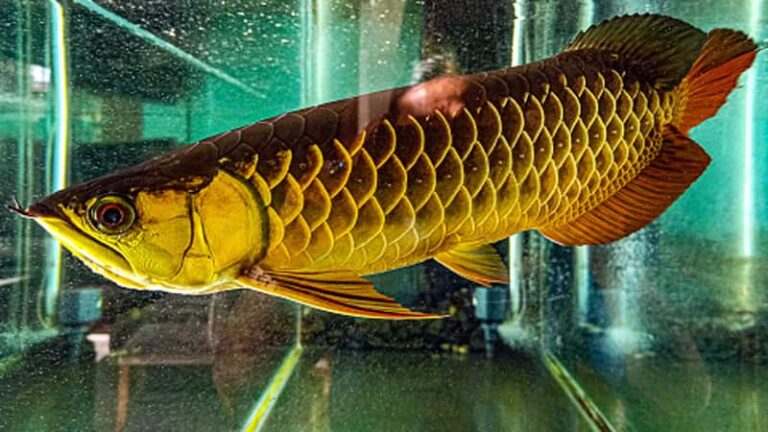 ये मछली जल्दी ही ले आएं अपने घर, खुशहाली और समृद्धि भी आएगी साथ!