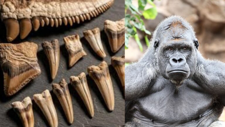 Archaeological Find: 26 लाख साल पुरानी गुत्थी, क्या मिला इंसान का खोया हुआ रिश्तेदार?