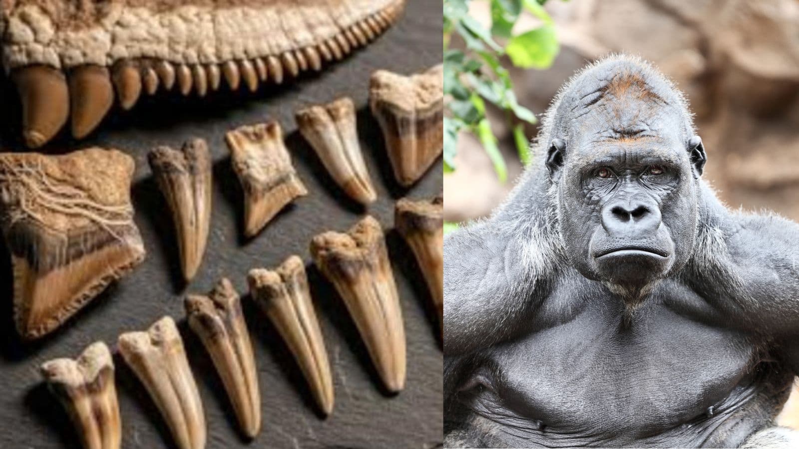 Archaeological Find: 26 लाख साल पुरानी गुत्थी, क्या मिला इंसान का खोया हुआ रिश्तेदार?