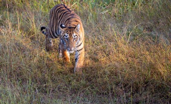 सरहदों से परे, फिर सुनाई देने लगी हैं बाघों की दहाड़ें