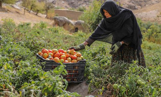 अफ़ग़ानिस्तान में किसानों का हौसला, फ़सल और पोषण बढ़ाने का प्रयास