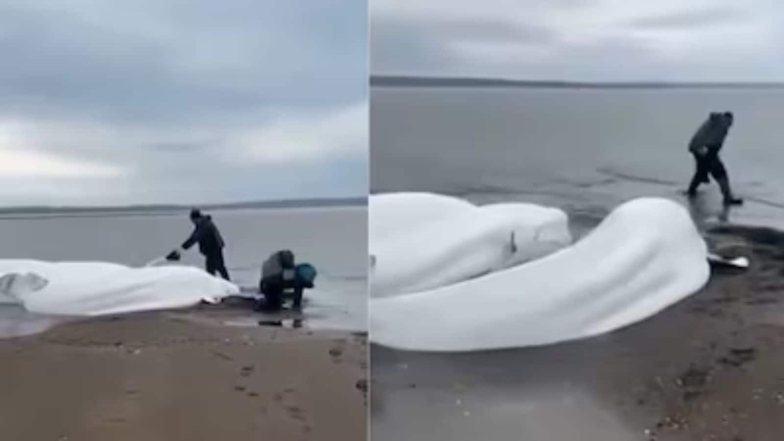 Earthquake: रूस के कामचटका तट पर फिर आया भूकंप, 6.0 तीव्रता के झटकों से कांप गई धरती