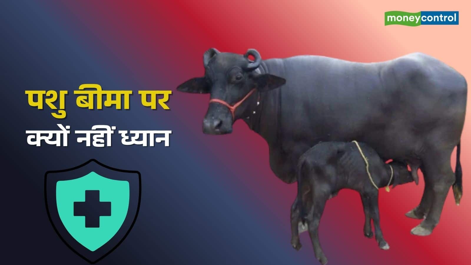 Livestock Insurance Coverage: पशुओं पर टिकी है करोड़ों लोगों की रोजीरोटी, फिर उनके बीमा पर ध्यान क्यों नहीं?