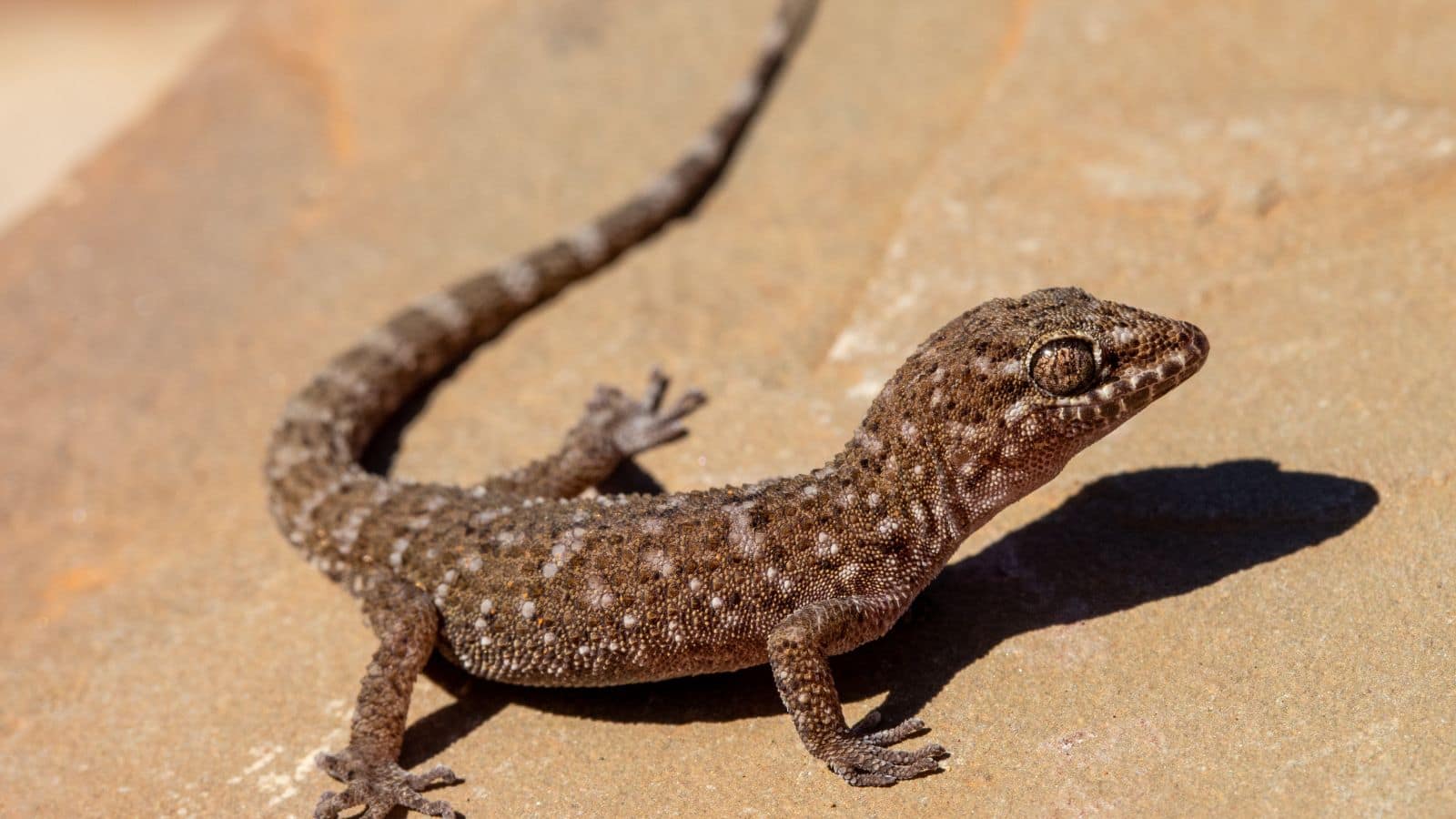 क्या सच में डायनासोर की रिश्तेदार है छिपकली? जानिए क्यों रह गई इतने छोटे आकार में