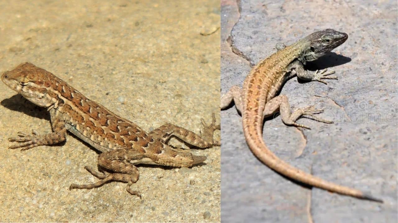 Lizard Facts: कटने के बाद छिपकली की पूंछ बन जाती है नई, जानिए कैसे