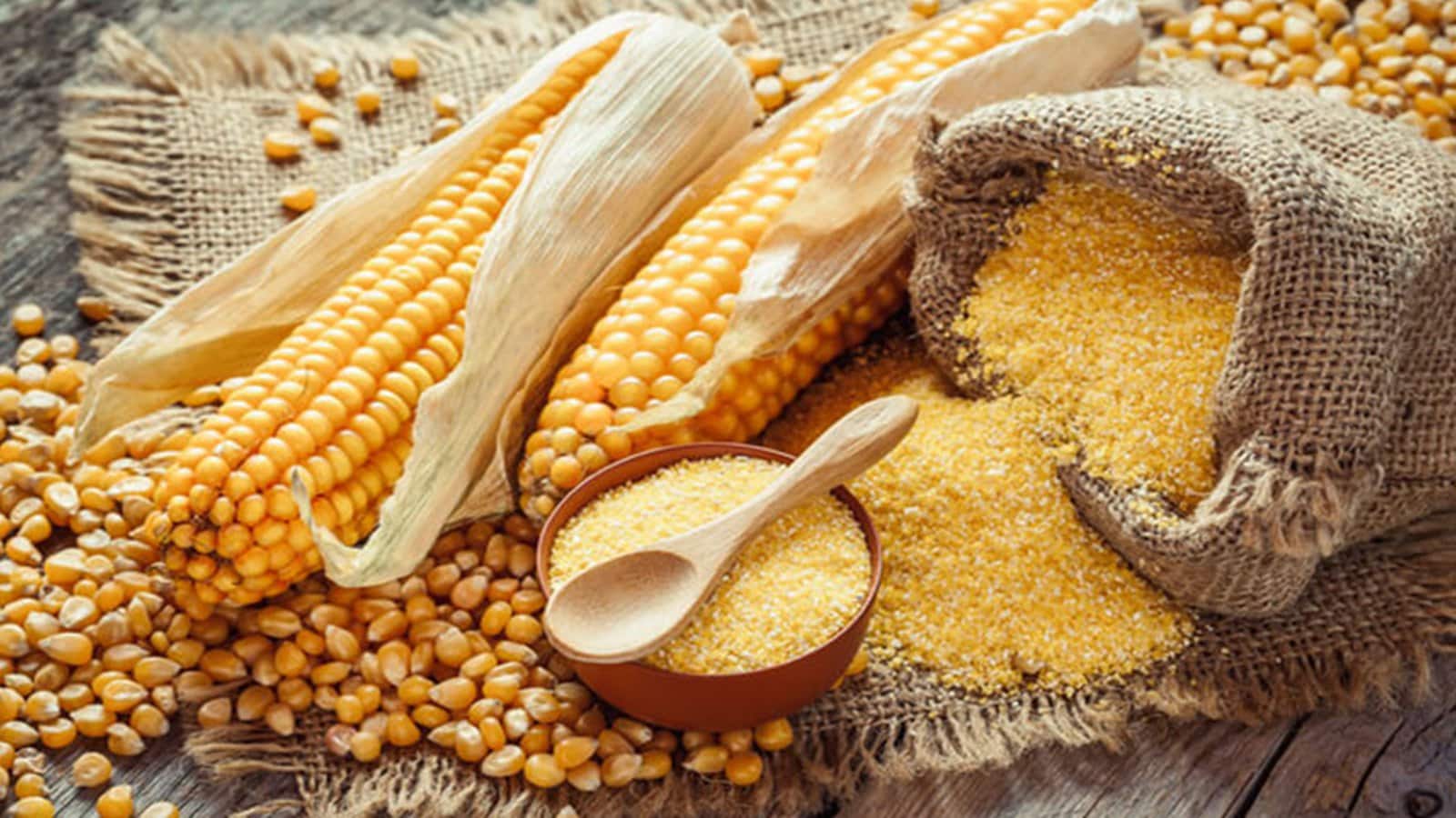 Regaal Resources IPO: एंकर निवेशकों से हासिल हुए ₹92 करोड़, 12 अगस्त से ओ​पनिंग; कितना है प्राइस बैंड