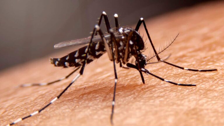 Malaria: बारिश में चक्कर, बदन दर्द या सिरदर्द? मलेरिया दे रहा है दस्तक, न करें अनदेखा!