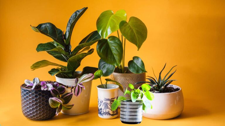 Money Plant: सूखने लगा है आपका मनी प्लांट? गमले में डालें ये चीजें फिर दिखेगी कमाल की हरियाली