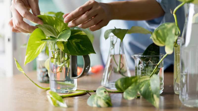 Gardening Tips: मनी प्लांट की जड़ों को बनाएं मजबूत, सिर्फ इन आसान टिप्स से पौधे को दें नई जान
