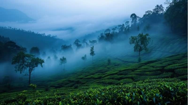 Monsoon 2025: मॉनसून में यहां घूमने का प्लान जरूर बनाएं, ये खूबसूरत नजारे आपके मन को मोह लेंगे