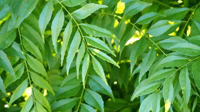 Diabetes और Cholesterol को मिनटों में करेगा साफ, बस रोज खाएं ये 4 पत्ते!