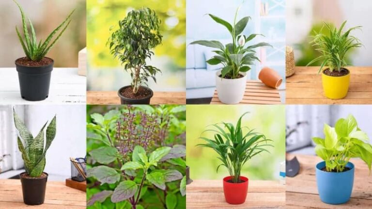 Oxygen Plants: घर को ताजगी देंगे ये हाई ऑक्सीजन वाले पौधे, जानिए कैसे बढ़ाएं अपने घर की हवा की क्वालिटी