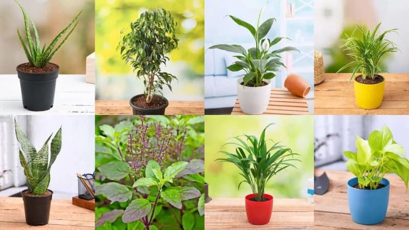 Oxygen Plants: घर को ताजगी देंगे ये हाई ऑक्सीजन वाले पौधे, जानिए कैसे बढ़ाएं अपने घर की हवा की क्वालिटी