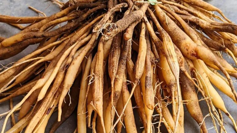 Health Tips: सिर्फ तनाव ही नहीं, इन परेशानियों में भी रामबाण है शतावरी