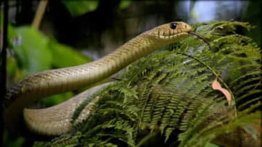 Famous Snake Parks: सांपों की दुनिया से रूबरू कराते हैं ये शानदार इंडियन स्नेक पार्क, जहां मिलेंगे हजारों तरह के जंगली सांप