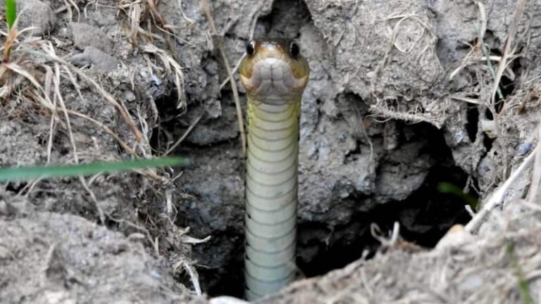 Snake Holes: घर के बगीचे में सांप के बिल कैसे ढूंढें और अपने घर को सुरक्षित बनाएं, जानिए खास बातें