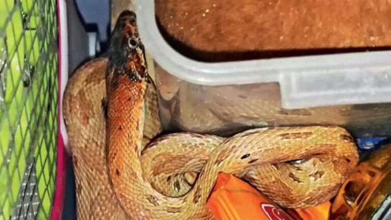 मानसून के कारण दिल्ली में बढ़ रही है सांपों की संख्या, समझिए क्या है इसके पीछे की वजह ?