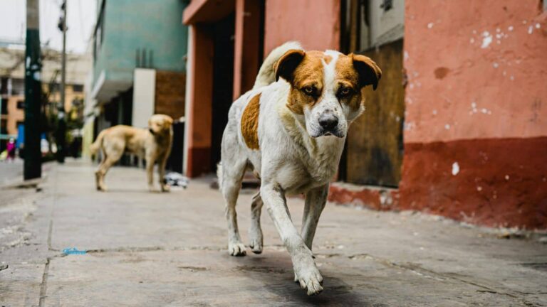 Dog Safety Tips: रोड पर स्ट्रीट डॉग अचानक कर दे हमला तो कैसे करें खुद का बचाव, जानें लें ये काम की टेक्निक