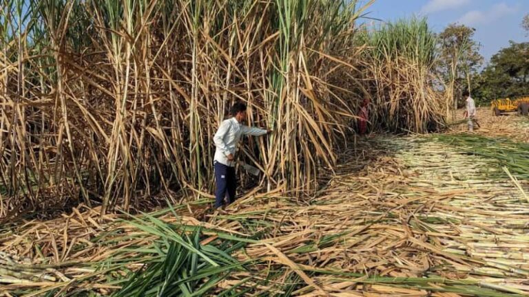 Technique for Sugarcane Production: गन्ना किसानों की नई उम्मीद, महाराष्ट्र के बारामती में AI तकनीक से खेती में क्रांति