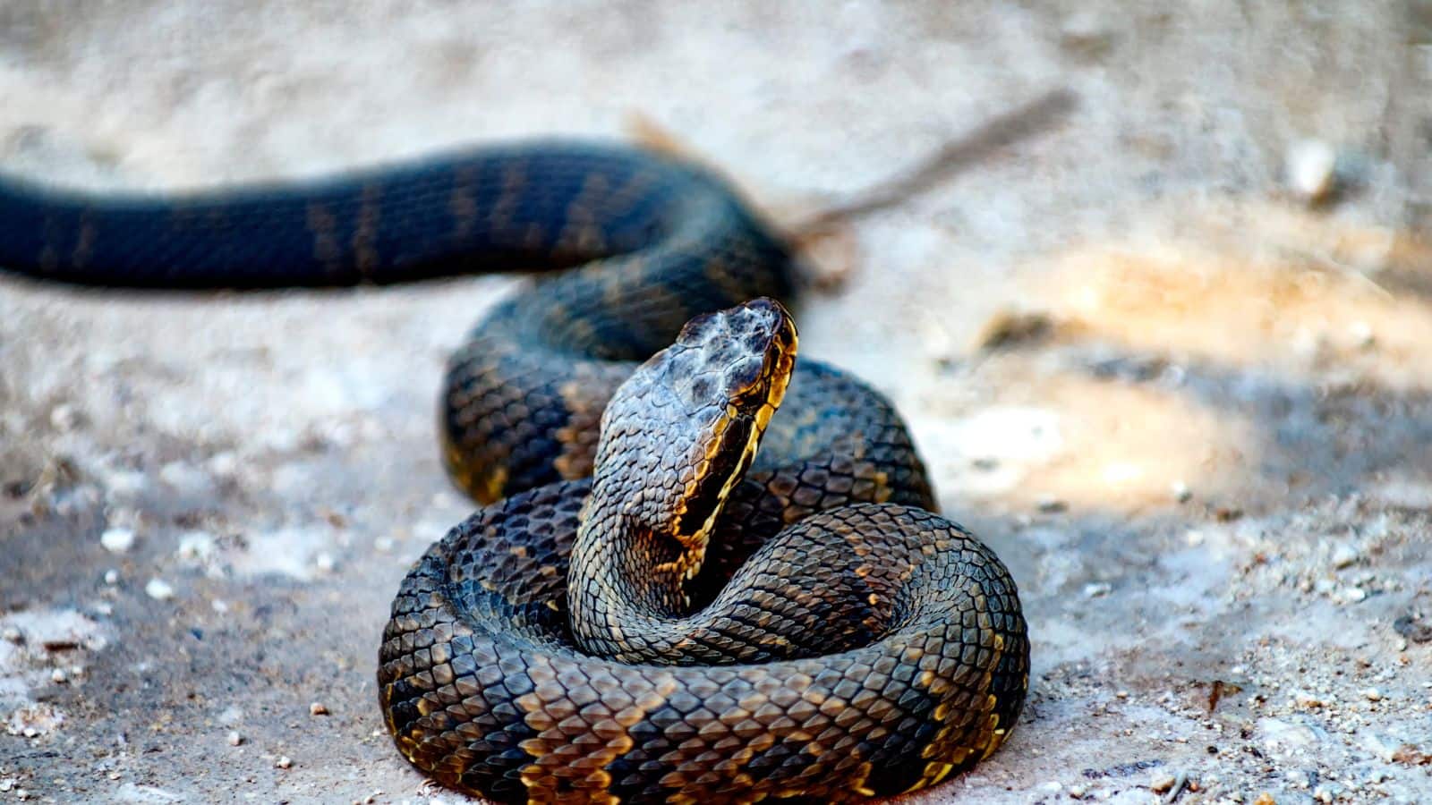 Snake: घर के बाहर ये 8 पौधे लगाएं, सांप दूर भागेंगे फटाफट