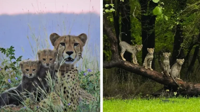 1952 में विलुप्त हुआ चीता... PM मोदी की कवायद लाई रंग, भारत ने दुनिया के सामने पेश की मिसाल, अब 27 में से 16 देश में हुए पैदा