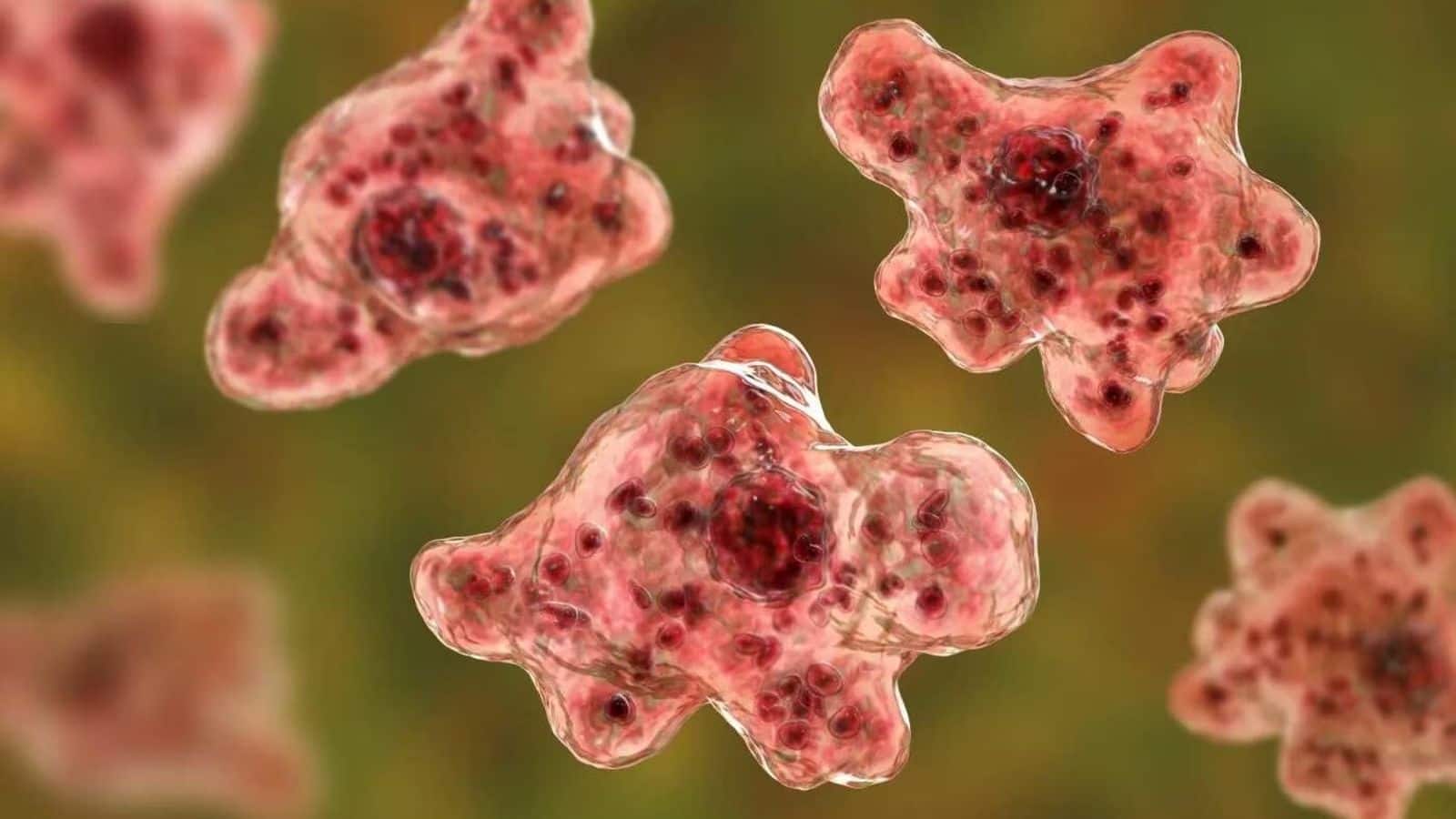 Amoeba Virus In Kerala: ब्रेन-ईटिंग अमीबा वायरस से पीड़ित 95% मरीजों की हो जाती है मौत, केरल में क्या है हालात?