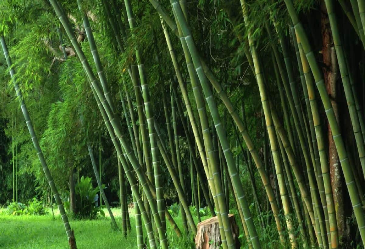 World Bamboo Day: भारत में बांस का उत्पादन है खास, जानें आखिर कंपनियां बांस से बने प्रोडक्ट क्यों  रही खरीद