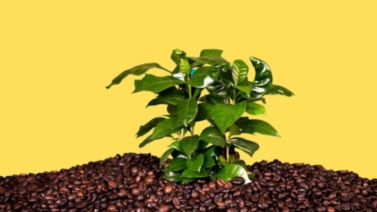 Gardening Tips: बस इन आसान स्टेप्स से लगाएं घर पर ही कॉफी का पौधा, जानिए सही मिट्टी, पानी और देखभाल के साथ पूरी प्रक्रिया