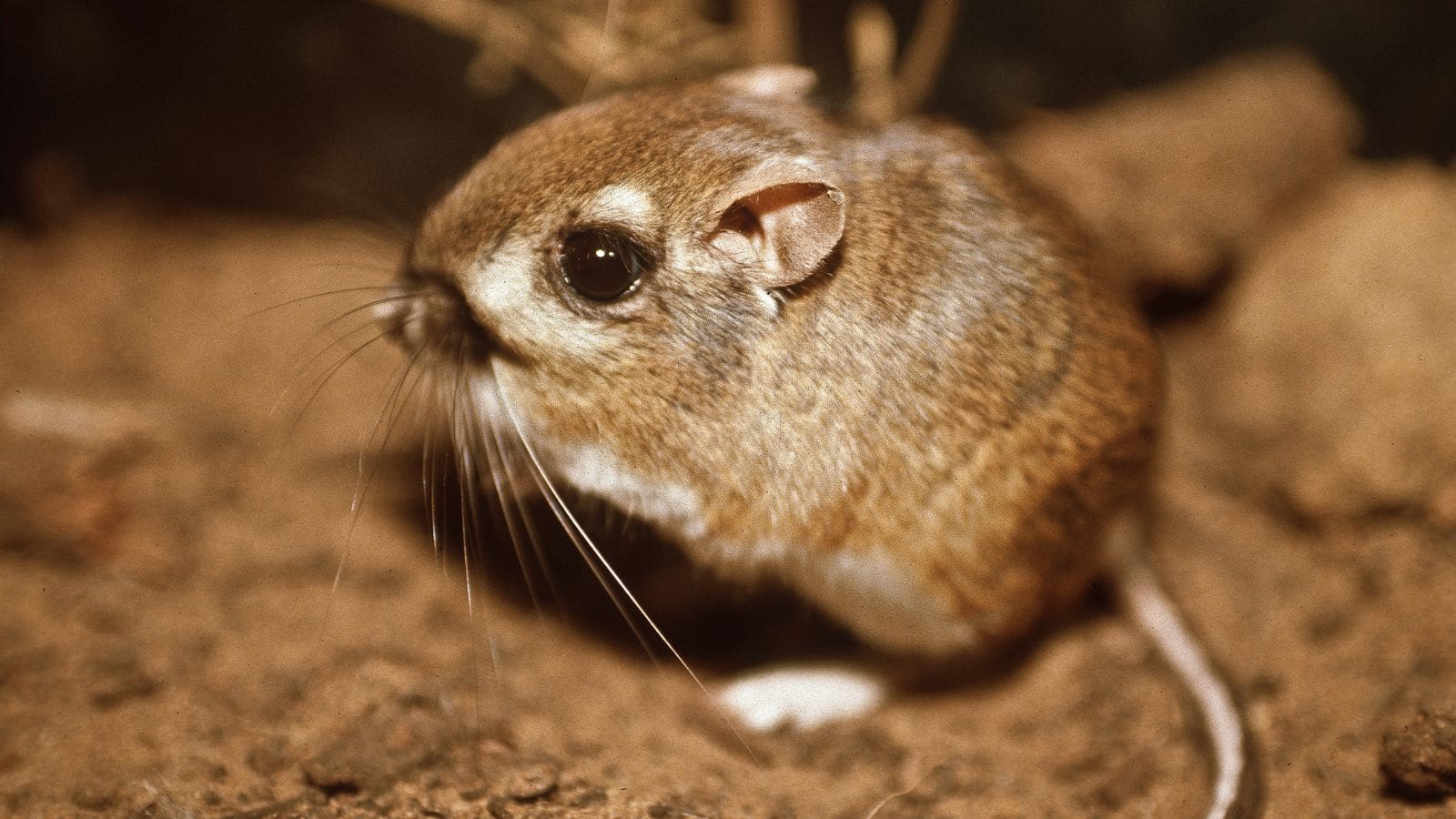 ऊंट को भूल जाइए, ये छोटा जीव बिना पानी कैसे जीवित है, जानकर रह जाएंगे दंग!