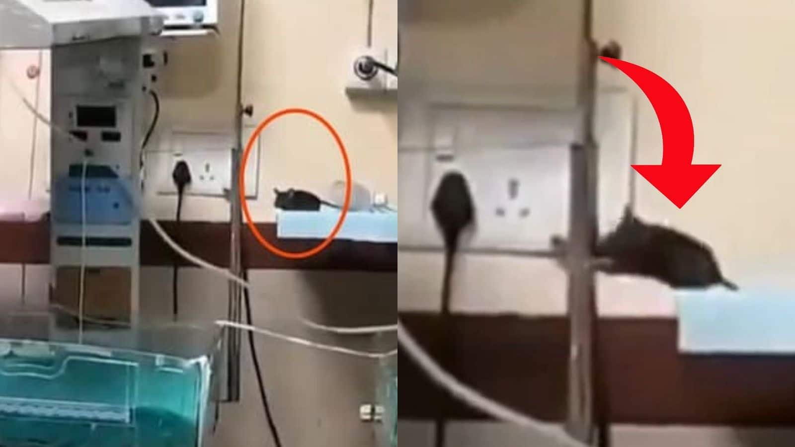 MP वाकई अजब-गजब है! इंदौर के सरकारी अस्पताल के ICU में भर्ती दो नवजातों को चूहों ने कुतरा, एक बच्ची की मौत