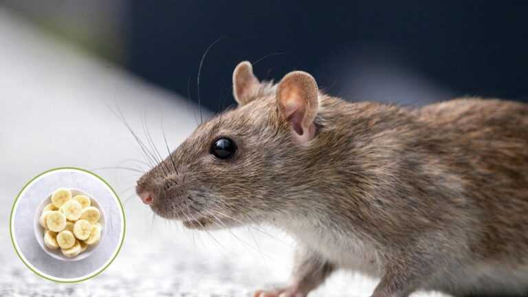 Tips and Tricks: अब चूहे नहीं काटेंगे कपड़े और राशन, बस अपनाएं ये देसी तरीका