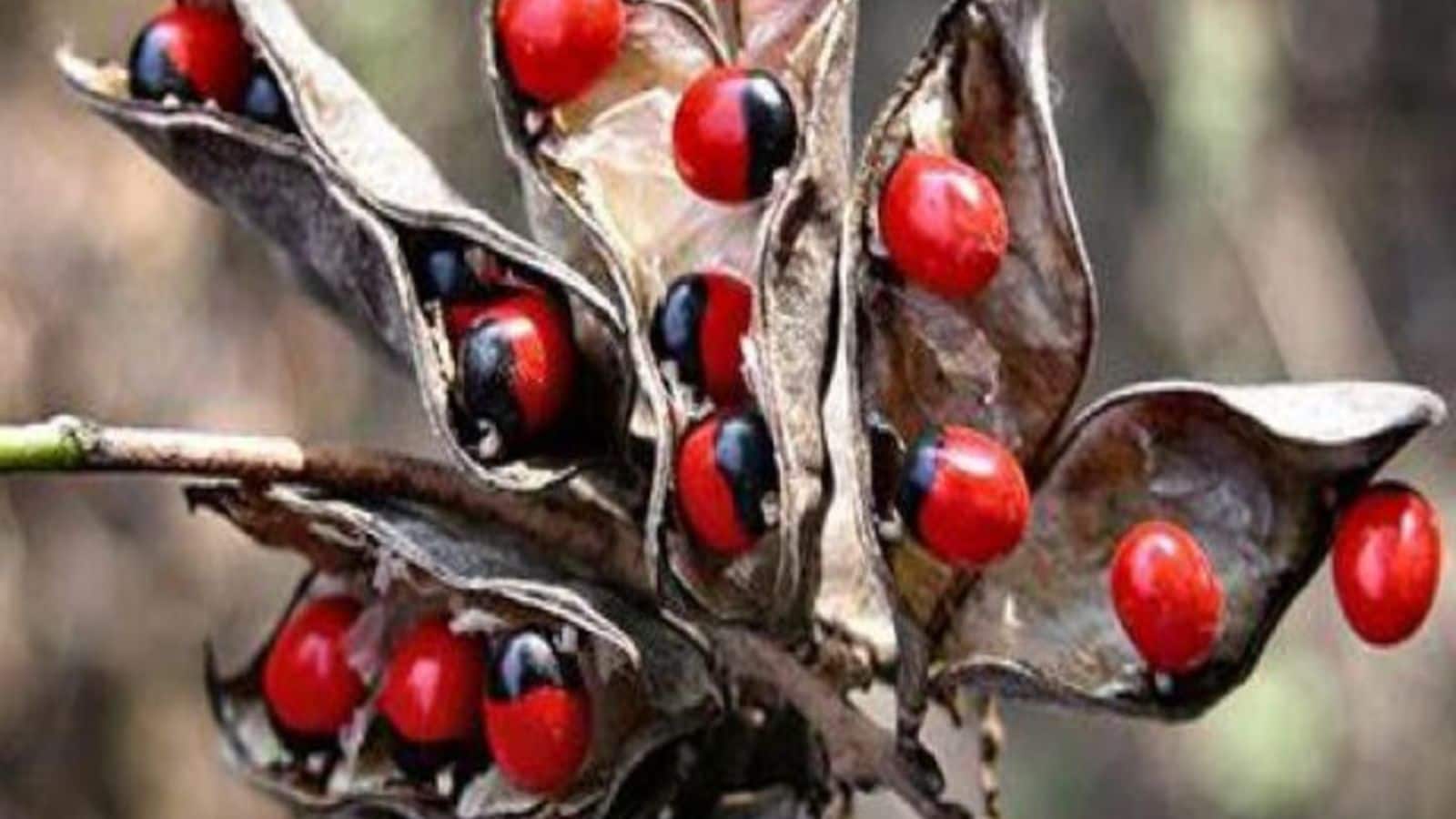 Ratti Bhar phrase: ‘रत्ती भर भी फायदा नहीं मिला’, क्या है रत्ती और कैसे बना मुहावरा?