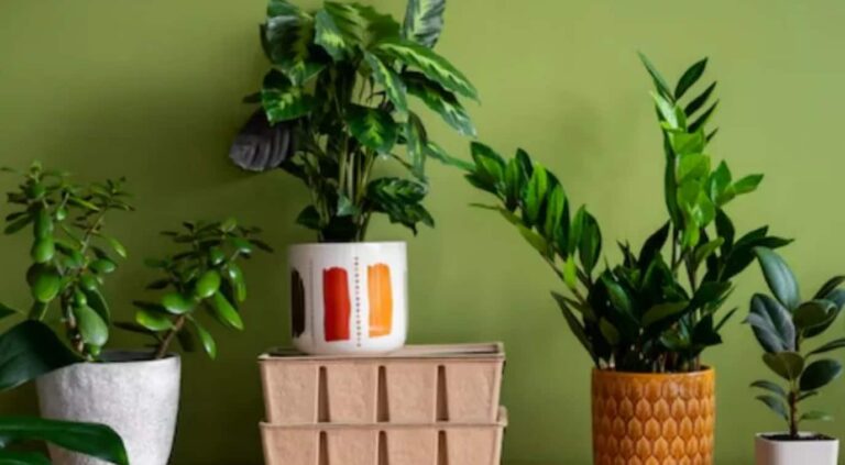 Indoor Plants: अपने घरों में जरूर लगाएं ये 10 बेस्ट इनडोर प्लांट्स, जो घर को बनाएं ताजा, सुंदर और स्वास्थ्यवर्धक