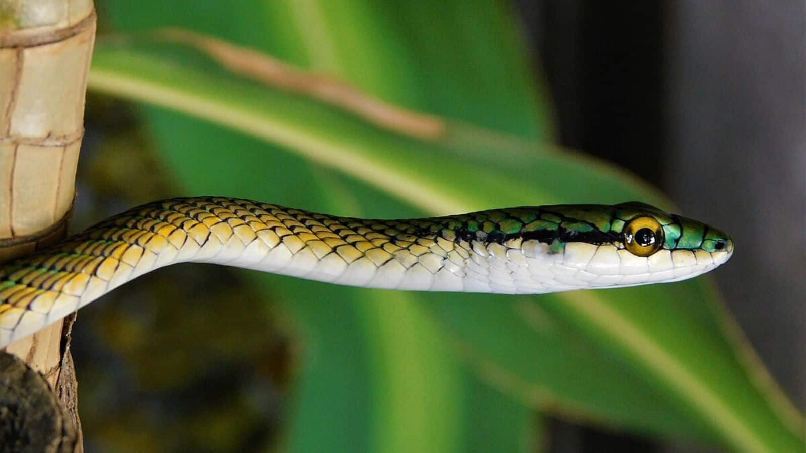 Snake: म्यूजियम में नजरअंदाज सांप अब बना वायरल, मूंछों वाला हरा सांप