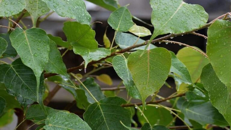 Vastu Tips: घर की दीवार पर उगा गया पीपल? जानिए यह आसान उपाय और दूर करें दोष