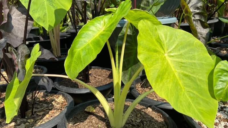 Gardening Tips: घर की बालकनी में ऐसे पाएं ताजगी से भरपूर अरबी का पौधा, आसान स्टेप्स में उगाएं हेल्दी प्लांट