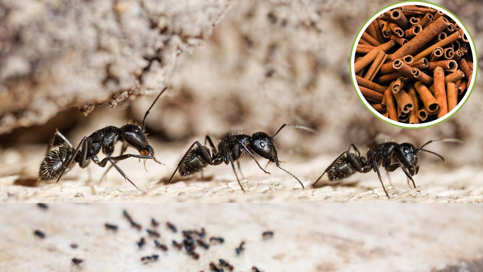 Tips and Tricks: काली चींटियों का आतंक होगा खत्म! बस आजमाएं ये 5 चमत्कारी घरेलू नुस्खे