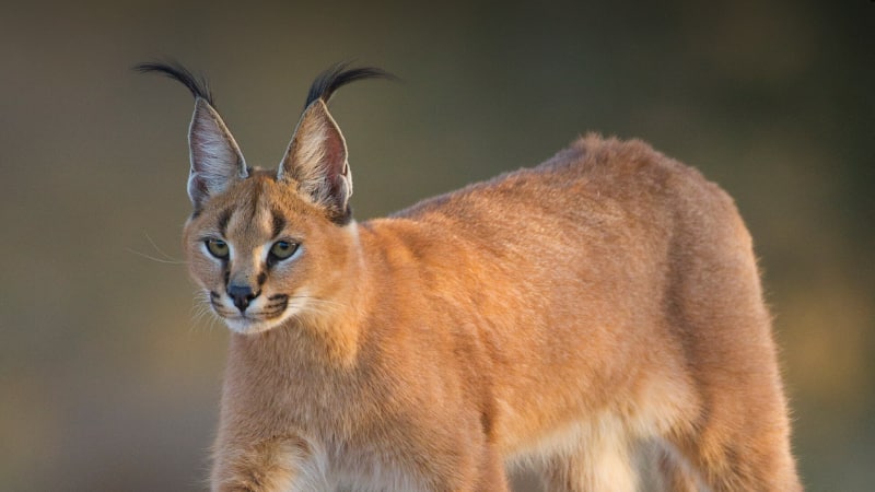 Caracal Cat: रेगिस्तान में दिखा एक ऐसा जानवर जो हवा में 11 फीट तक छलांग लगा सकता है... 30 साल बाद इस एनिमल ने सभी को चौंकाया