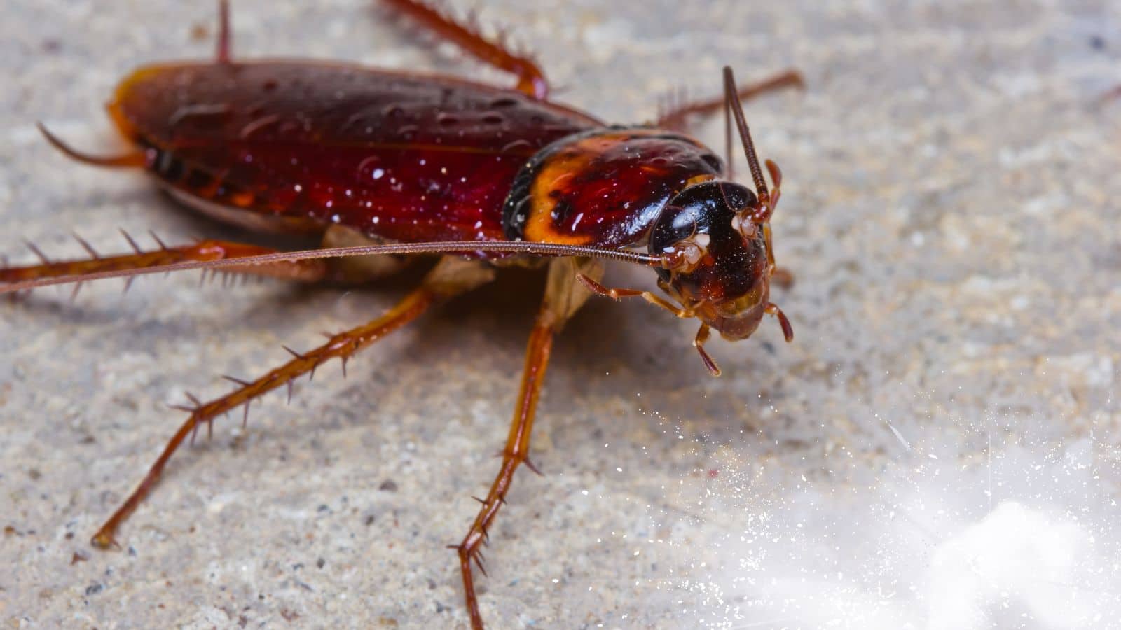 Cockroaches removal tips: पेस्ट कंट्रोल का खर्चा बचाएं, इन नुस्खों से कॉकरोच भागेंगे फटाफट