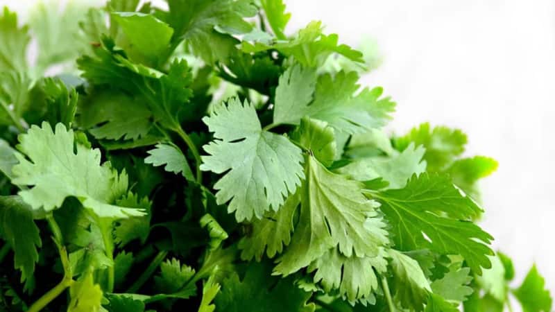 Kitchen Tips: धनिया पत्ती हफ्तों तक फ्रेश रखने के 10 आसान तरीके, रोज-रोज बाहर से लाने की झंझट खत्म!